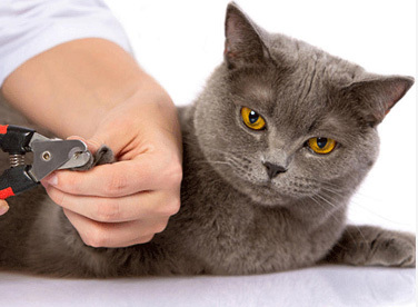 猫咪喂养要注意什么 需要经常剪指甲吗