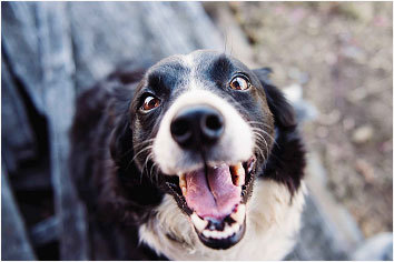 分享狗狗中暑的症状及采取的4个措施