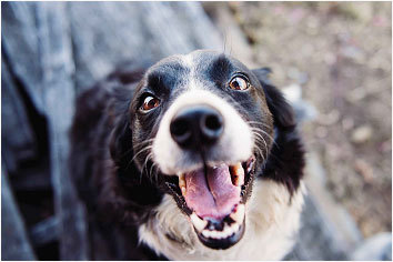 母犬产后感冒闹肚子的解决方法