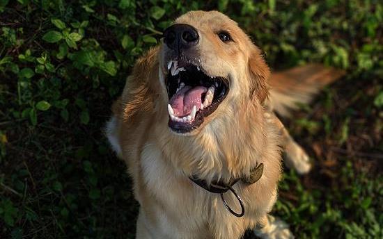 狗狗剃毛选什么季节 有哪些危害